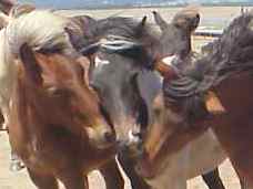 Friends of Alfasaga Farm, Icelandic Horses
