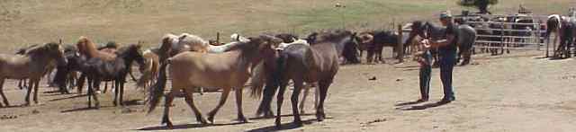 Alfasaga Herd
