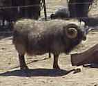 Alfasaga Icelandic Sheep