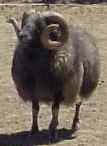 Alfasaga Icelandic Sheep