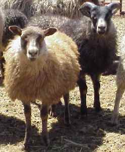 Sheep