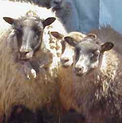 Sheep