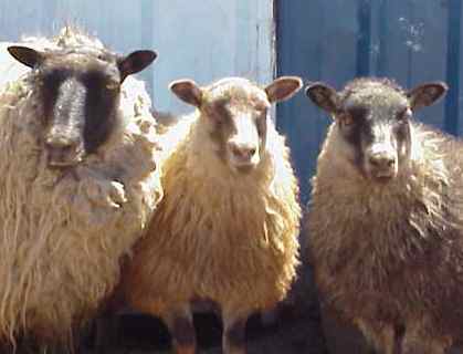 Sheep