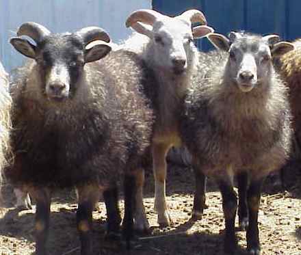 Sheep