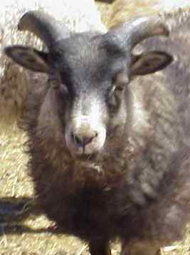 Sheep