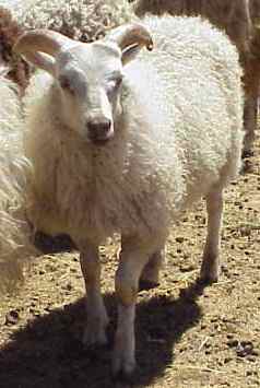 Sheep
