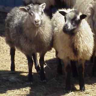 Sheep