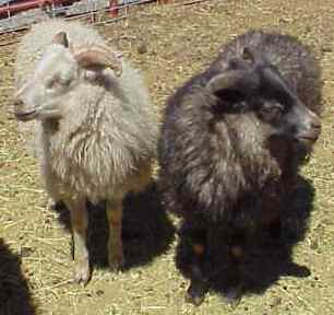 Sheep