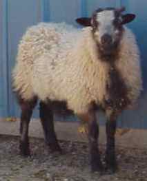 Sheep