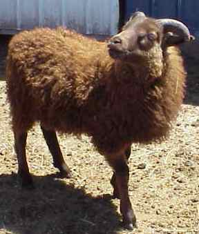 Sheep