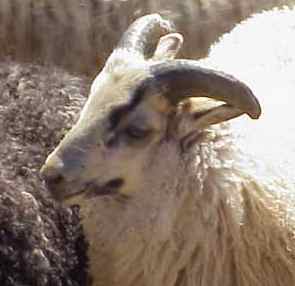 Sheep