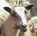 Alfasaga Icelandic Sheep