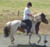 Icelandic Horse Info