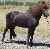 Stallions of Alfasaga