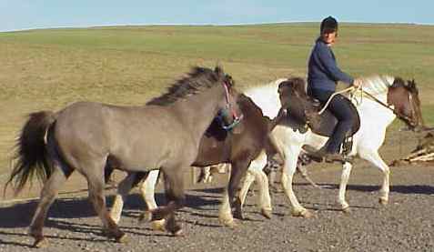 Kris ponying horses