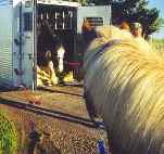 Alfasaga Icelandic Horse Tranport