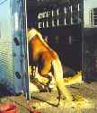 Alfasaga Icelandic Horse Transport